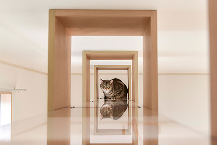 These Studio Apartments Are Dedicated To Singles Living With Cats And Their Fit Is For Maximum Feline Comfort