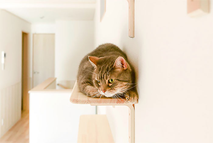 These Studio Apartments Are Dedicated To Singles Living With Cats And Their Fit Is For Maximum Feline Comfort