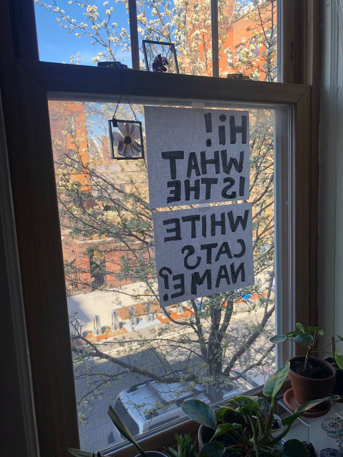People Under Lockdown Are Using Window Signs To Talk To Their Neighbors About Their Cats, And It's Too Pure