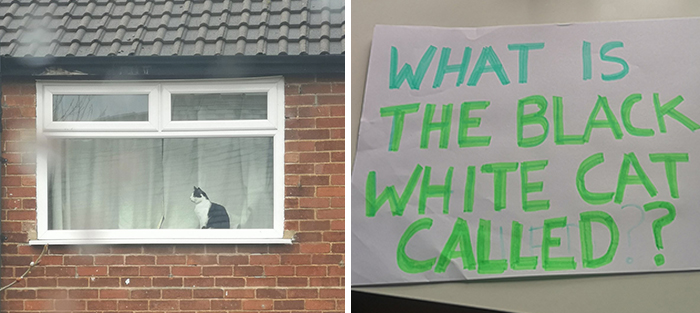 People Under Lockdown Are Using Window Signs To Talk To Their Neighbors About Their Cats, And It’s Too Pure