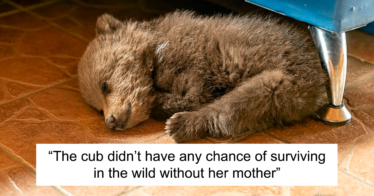 Bear Cub Wanders Onto A Farm And Authorities Suggest Putting Her To Sleep But This Man Decides To Raise Her Bored Panda