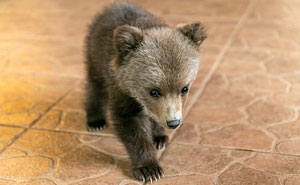 Bear Cub Wanders Onto A Farm And Authorities Suggest Putting Her To Sleep But This Man Decides To Raise Her