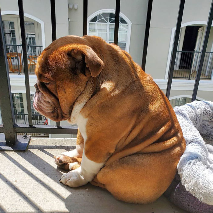 This Bulldog Named Big Poppa Is Sad Because He Can't Play With Kids Outside And People On The Internet Are Heartbroken