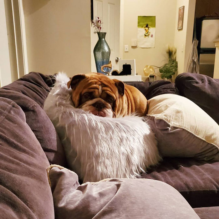 This Bulldog Named Big Poppa Is Sad Because He Can't Play With Kids Outside And People On The Internet Are Heartbroken