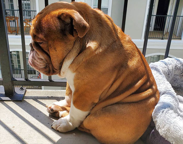 This Bulldog Named Big Poppa Is Sad Because He Can’t Play With Kids Outside And People On The Internet Are Heartbroken
