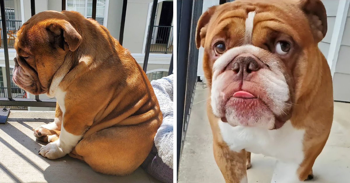This Bulldog Named Big Poppa Is Sad Because He Can T Play With Kids Outside And People On The Internet Are Heartbroken Bored Panda
