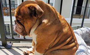 This Bulldog Named Big Poppa Is Sad Because He Can't Play With Kids Outside And People On The Internet Are Heartbroken