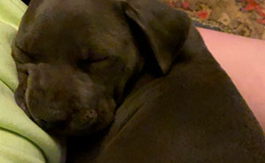 Billie Eilish 'Fails' At Fostering A Pit Bull In Quarantine By Adopting It