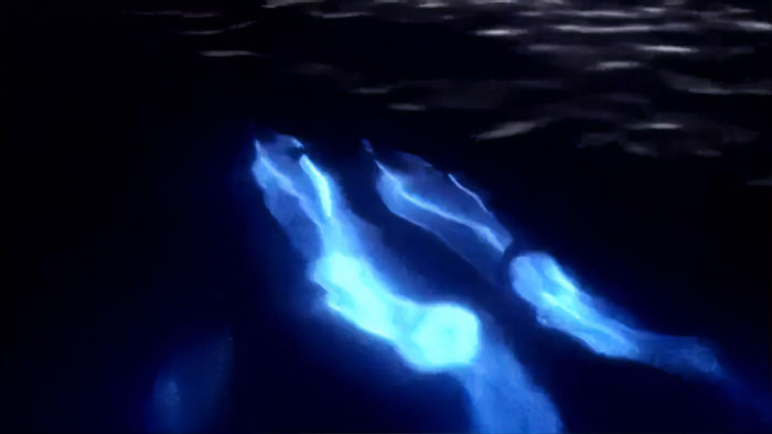 Image Bioluminescent Dolphins Water Waves At Night 2 5Ea2Ca59D912C 700