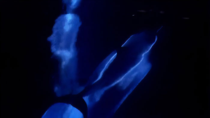 Dolphins Glow In Blue While Gliding Through Bioluminescent Waves And It's More Impressive Than A Double Rainbow