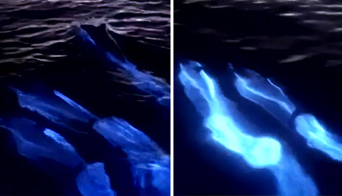 Dolphins Glow In Blue While Gliding Through Bioluminescent Waves And It’s More Impressive Than A Double Rainbow