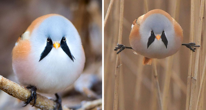 These Adorably Round Bearded Reedling Birds Can Do Perfect Splits