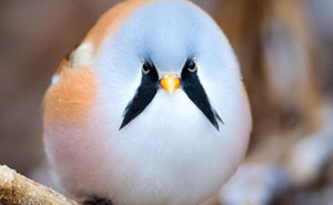 These Adorably Round Bearded Reedling Birds Can Do Perfect Splits