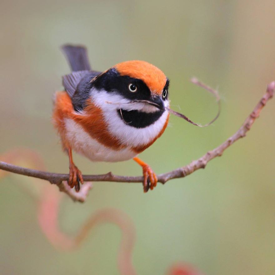 This Bird Is Called The Black-Throated Bushtit And Yes, You Read That Right (22 Pics)