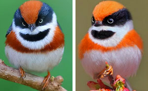 This Bird Is Called The Black-Throated Bushtit And Yes, You Read That Right (22 Pics)