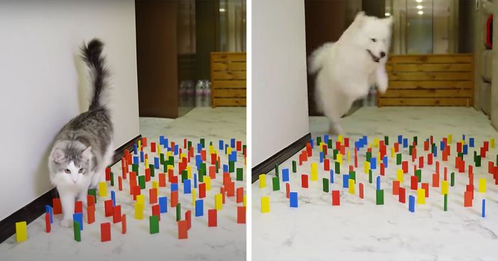 This Viral Challenge Shows How Differently Cats And Dogs Deal With Obstacles In Their Way