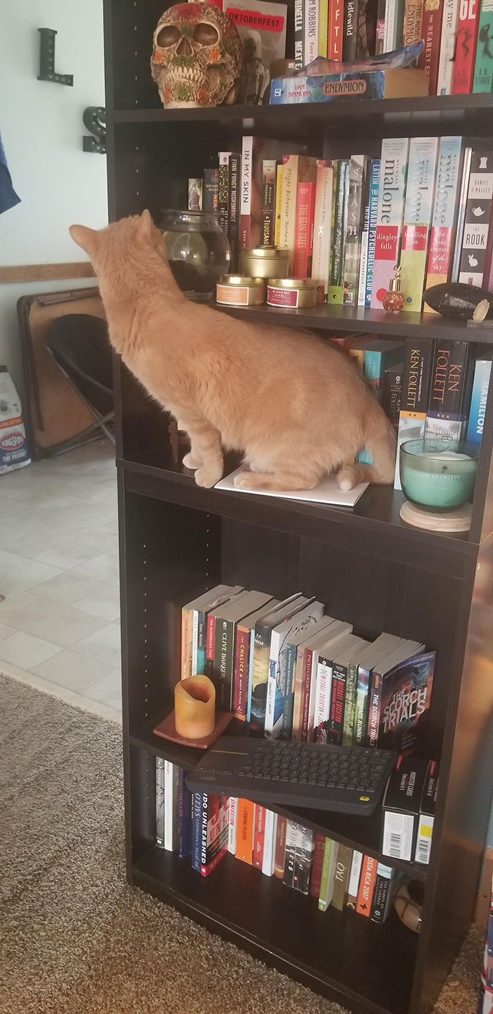 In The Bookshelf