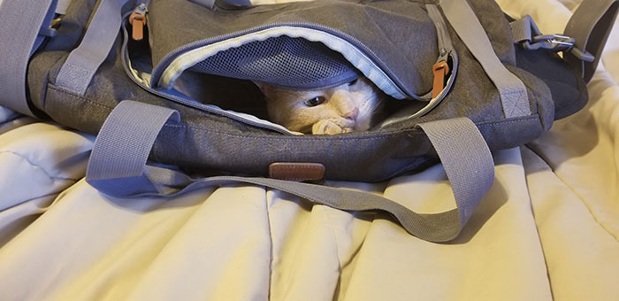 In The Backpack