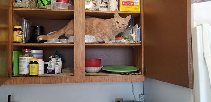 In The Cabinet