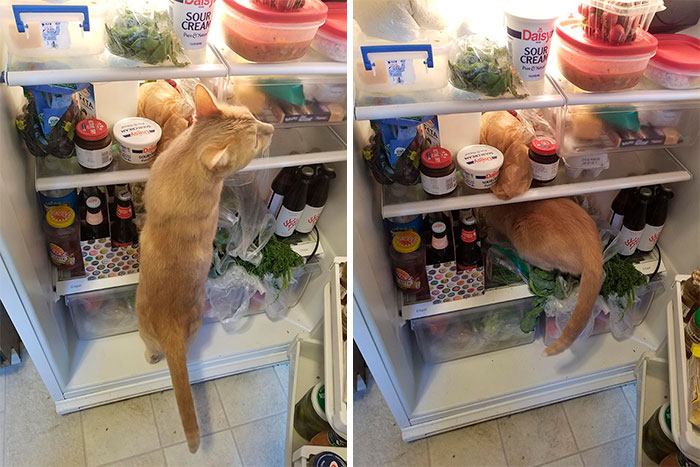 In The Refrigerator