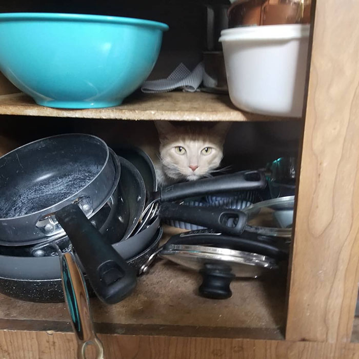 Hiding In The Pans