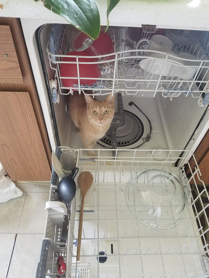 In The Dishwasher