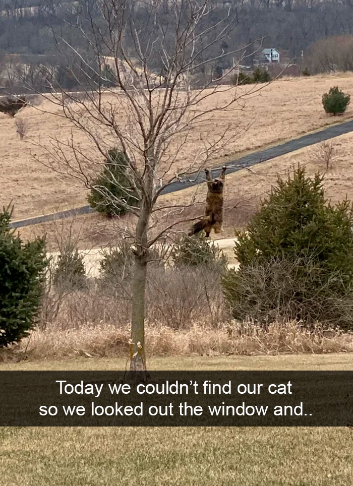 Cat-Snapchat-Funny