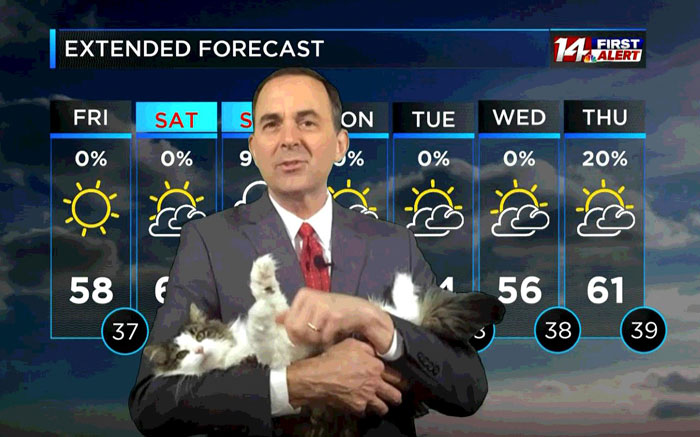 This Weatherman Starts Working From Home, Goes Viral After Cat Joins His Broadcast