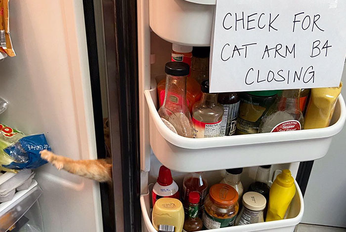 Meet Carrot, The Cat That’s Gone Viral For Giving His Owners Anxiety