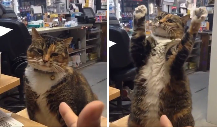 This Twitter Account Collects Photos Of Cats In Small Shops Looking Like They Own The Place
