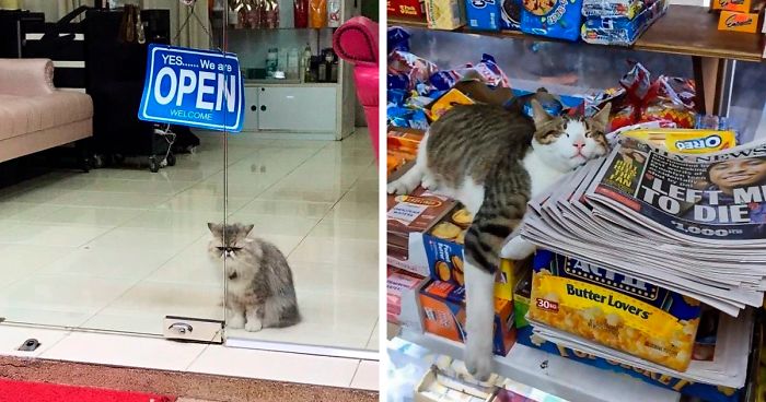Collects Photos Of Cats In Small Shops 