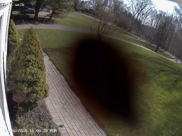 Bug On Security Camera Lens - Can Someone Id?