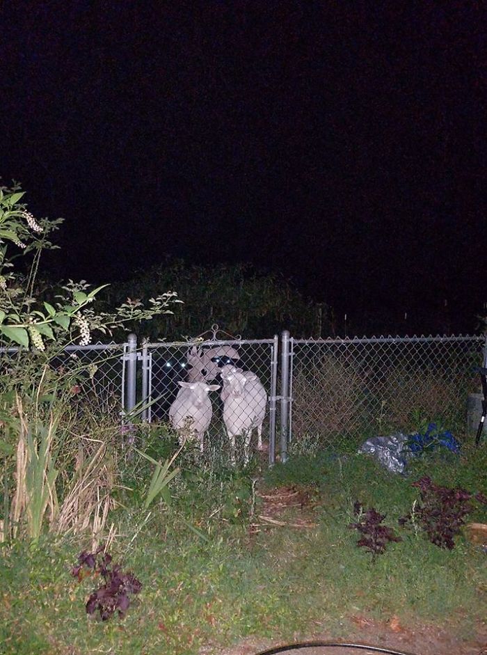 I'm Not Sure Why I Ever Thought It Was A Good Idea To Take A Picture Of The Sheep In The Dark, But It Ended Up Being The Stuff That Nightmares Are Made Of.