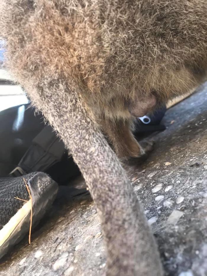 Had To Put My Phone Under The Table And Hope That The Quokka Was Looking At The Camera. It Wasn't.