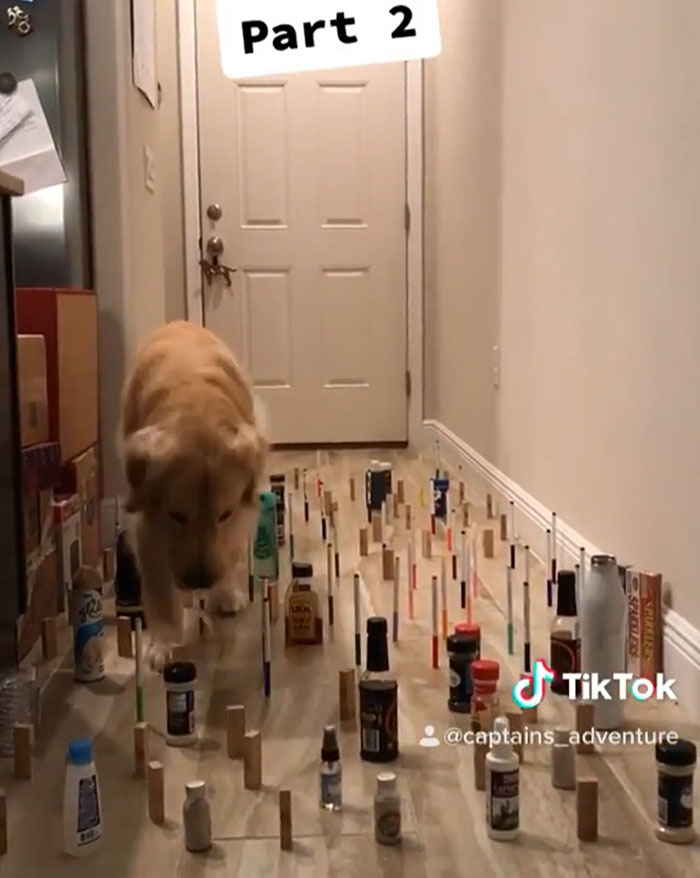 Este desafío viral muestra la forma distinta en que perros y gatos se enfrentan a obstáculos en su camino