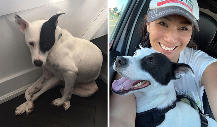 Woman With A Fear Of Dogs Decides To Adopt A Dog Who Is Afraid Of People And They Develop A Heartwarming Friendship