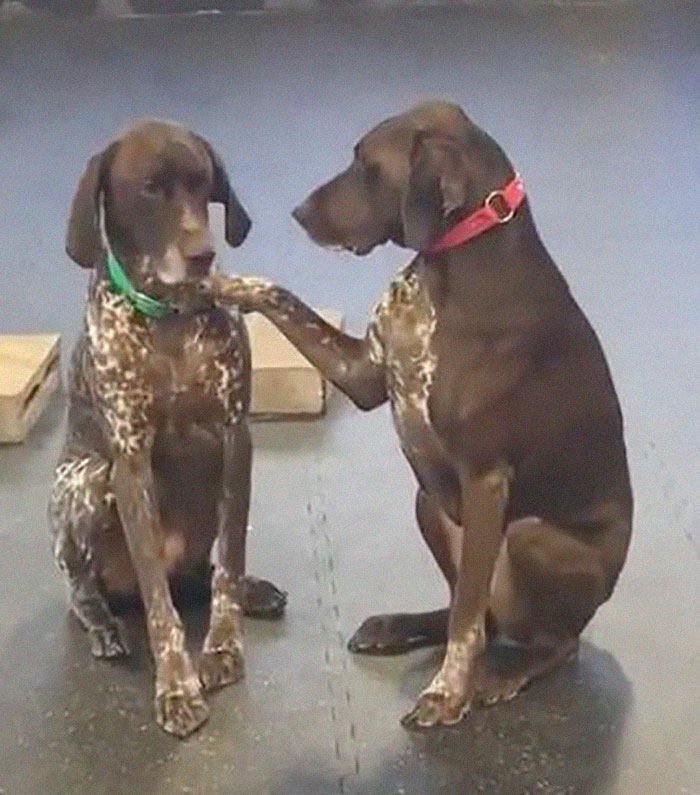 Adorable Dog Insists On Petting Other Dogs At Daycare, And The Confused Pups Just Accept It