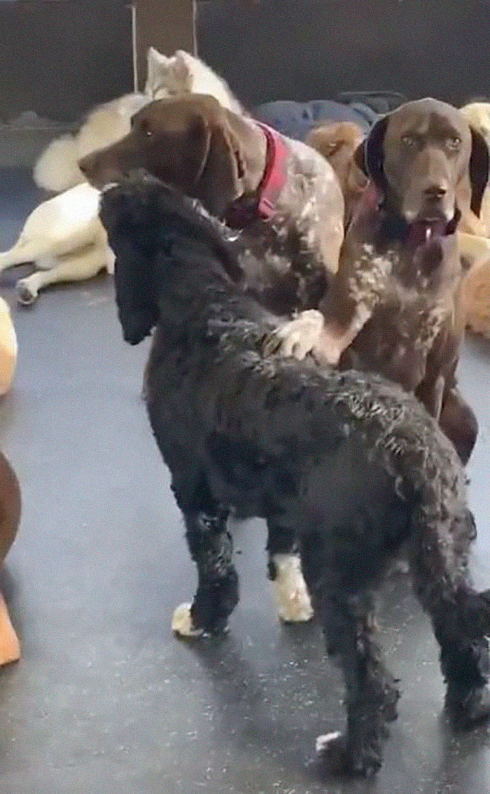 Adorable Dog Insists On Petting Other Dogs At Daycare, And The Confused Pups Just Accept It