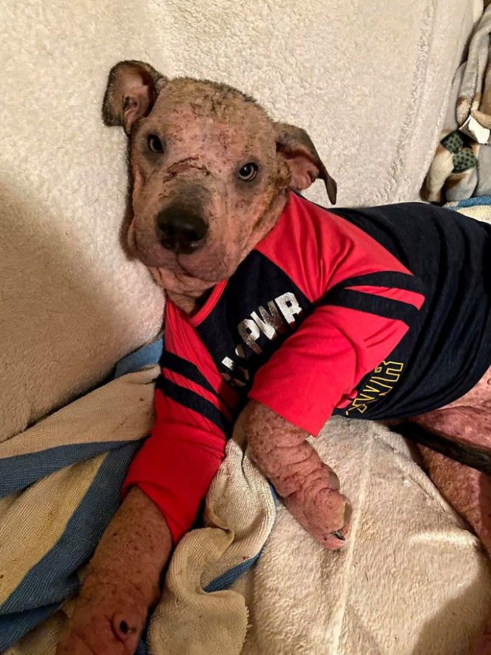 “She Stunk, She Couldn’t See, And She Bled All Over The Couch”: Kind People Save A Dying Dog And Her Transformation Is Incredible
