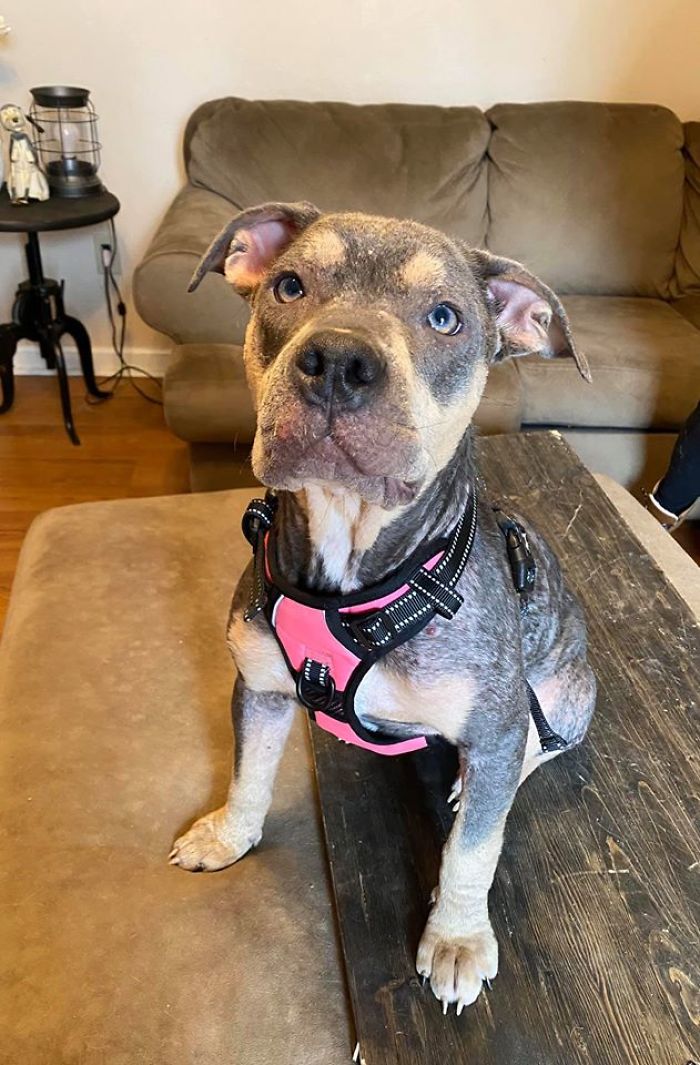 “She Stunk, She Couldn’t See, And She Bled All Over The Couch”: Kind People Save A Dying Dog And Her Transformation Is Incredible
