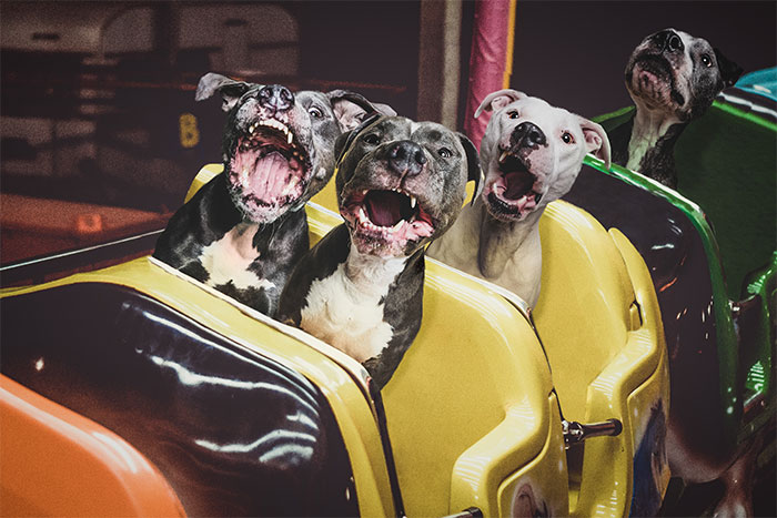 I Hope To Put A Smile On Your Face With These Silly Photo Manipulations Of My Dogs ‘Traveling’ (59 Pics)