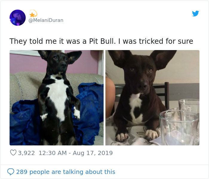 30 Times Dogs Turned Out To Be A Different Breed Than The Owners Anticipated