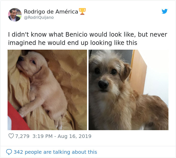 30 Times Dogs Turned Out To Be A Different Breed Than The Owners Anticipated
