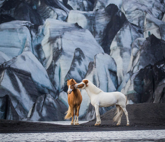 I Photograph Horses In Breathtaking Icelandic Landscapes (30 Pics)