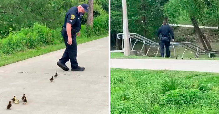 Police Monitoring Parks Escort A Family Of Ducklings Looking For Their Mother