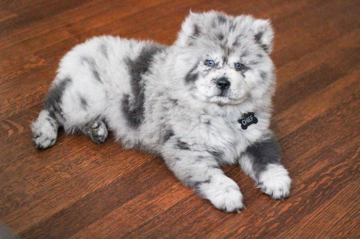 Meet This Tiny Oreo Cloud Who Will Eventually Become A Giant 85-Pound Floof (12 Pics)