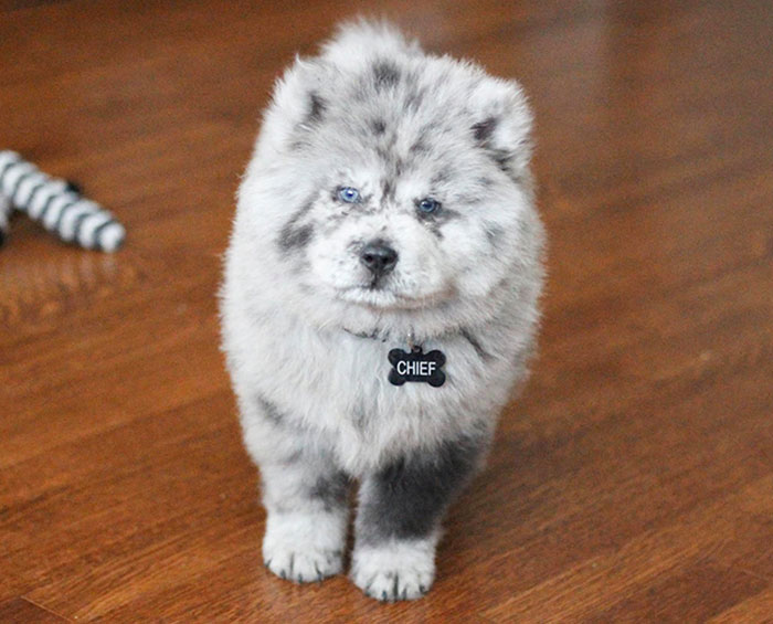 Meet This Tiny Oreo Cloud Who Will Eventually Become A Giant 85-Pound Floof (12 Pics)