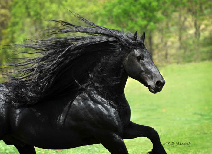 Nagy Frigyes ( Frederik The Great), a világ legszebb lova