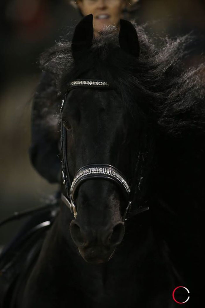 Frederik-The-Great-Friesian-Horse-Stallion