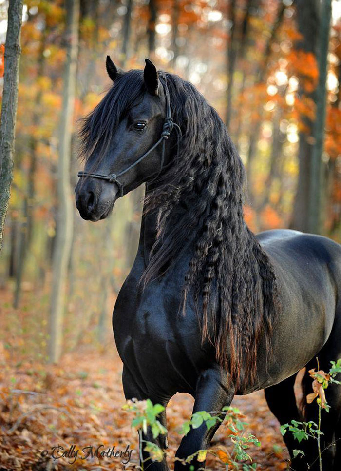 Meet Frederik The Great, Considered By Many The Most Handsome Horse In The  World (30 Pics) | Bored Panda